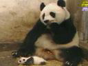 可爱熊猫打喷嚏